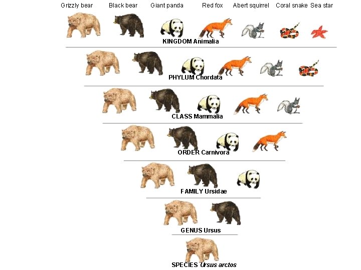 Grizzly bear Black bear Giant panda Red fox Abert squirrel KINGDOM Animalia PHYLUM Chordata