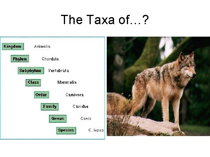 The Taxa of…? 