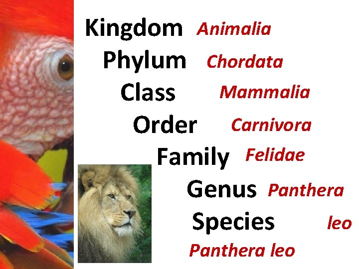 Kingdom Animalia Phylum Chordata Mammalia Class Order Carnivora Family Felidae Genus Panthera leo Species