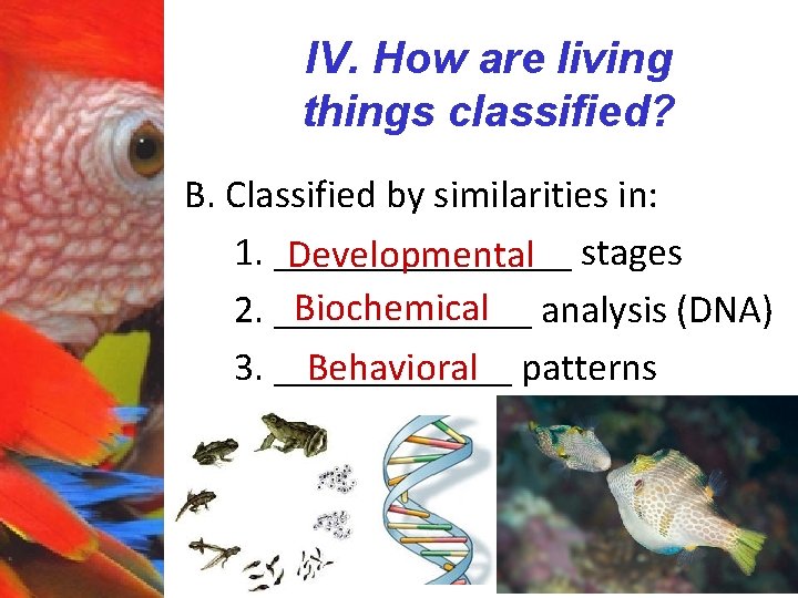 IV. How are living things classified? B. Classified by similarities in: 1. ________ Developmental