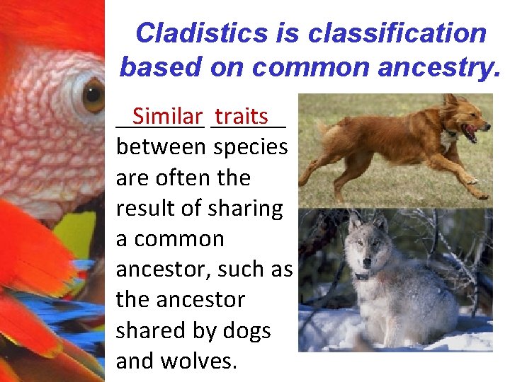 Cladistics is classification based on common ancestry. _______ Similar ______ traits between species are