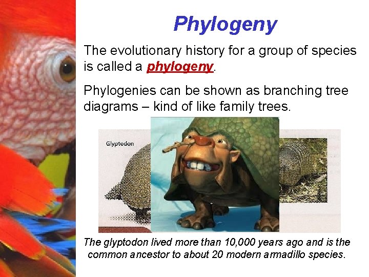 Phylogeny The evolutionary history for a group of species is called a phylogeny. Phylogenies