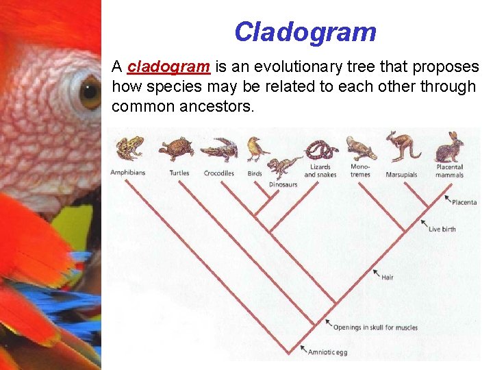 Cladogram A cladogram is an evolutionary tree that proposes how species may be related