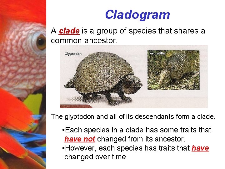 Cladogram A clade is a group of species that shares a common ancestor. The