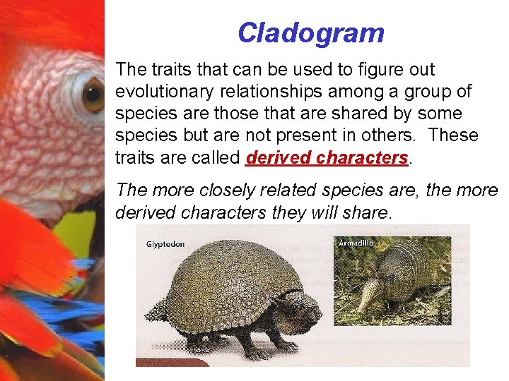 Cladogram The traits that can be used to figure out evolutionary relationships among a