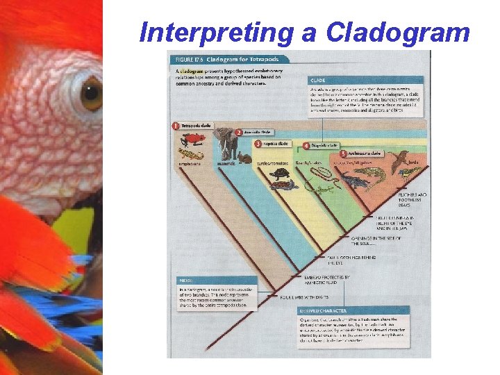 Interpreting a Cladogram 