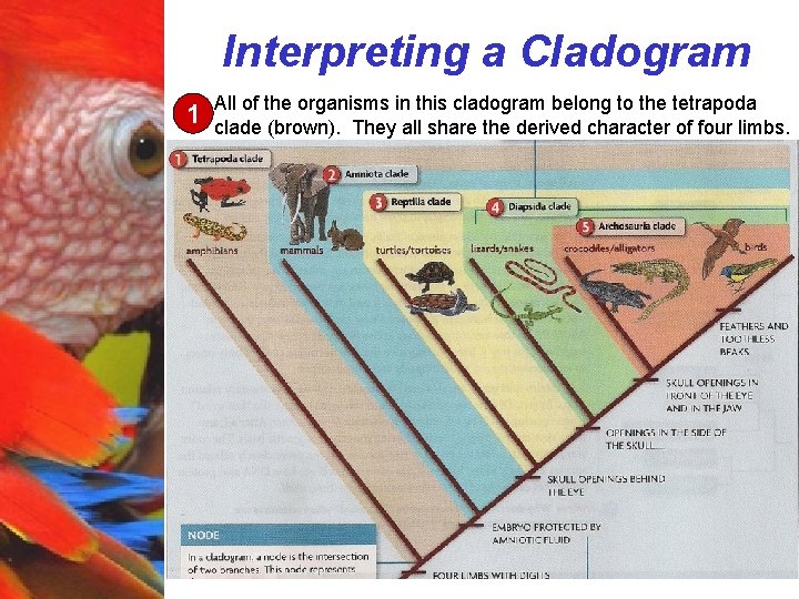 Interpreting a Cladogram 1 All of the organisms in this cladogram belong to the