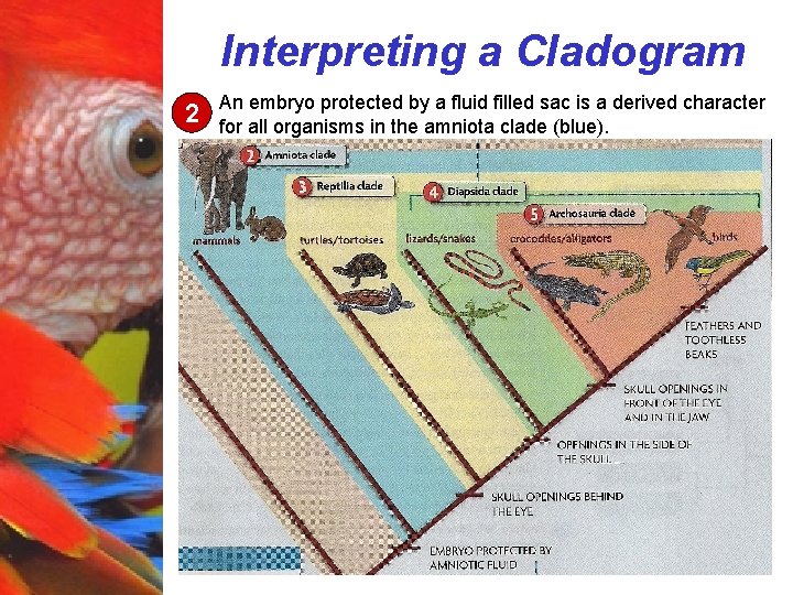 Interpreting a Cladogram 2 An embryo protected by a fluid filled sac is a