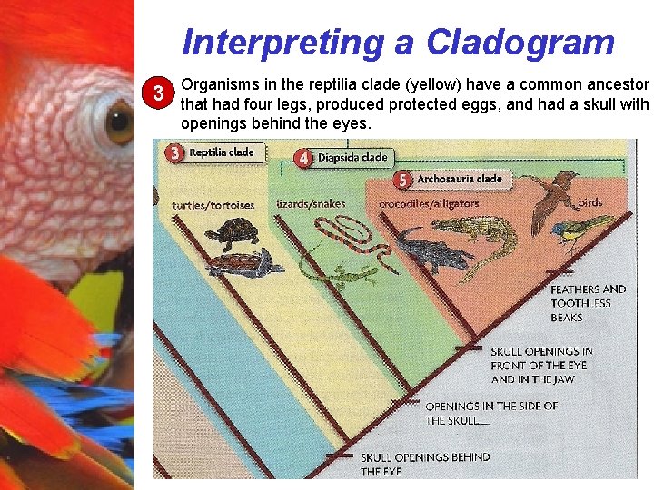 Interpreting a Cladogram 3 Organisms in the reptilia clade (yellow) have a common ancestor