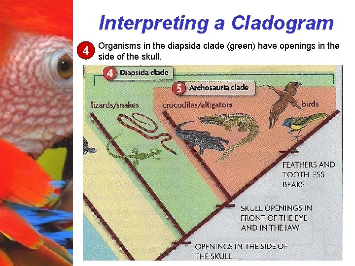 Interpreting a Cladogram 4 Organisms in the diapsida clade (green) have openings in the