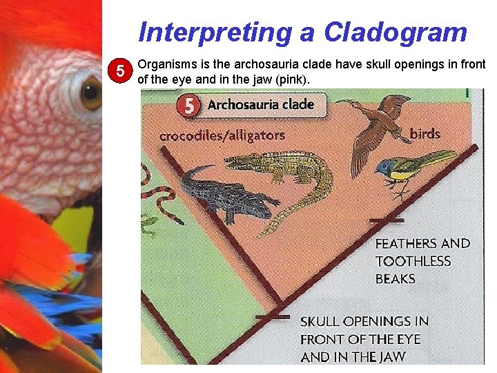 Interpreting a Cladogram 5 Organisms is the archosauria clade have skull openings in front