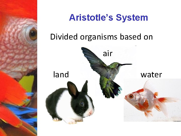 Aristotle’s System Divided organisms based on air land water 
