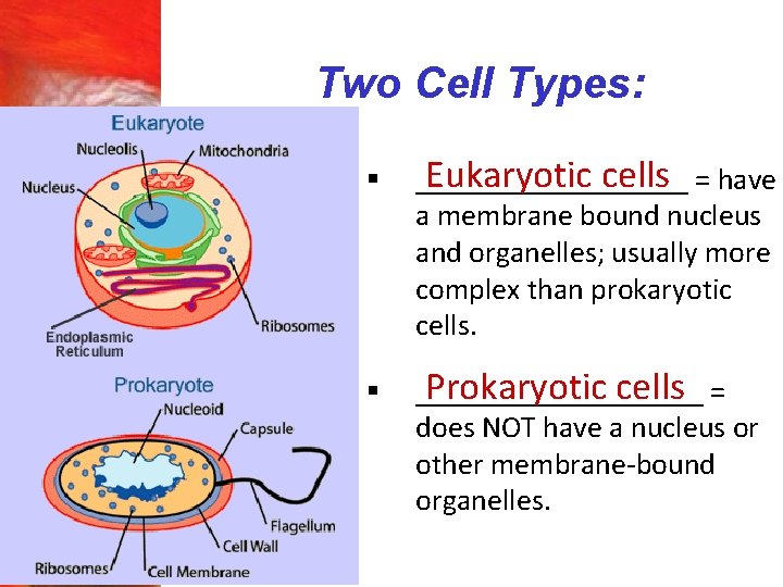 Two Cell Types: § Eukaryotic cells = have _________ a membrane bound nucleus and