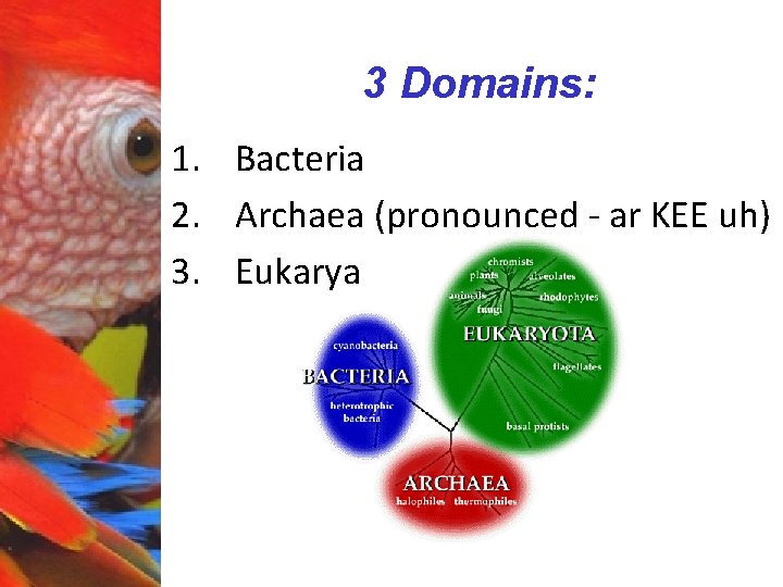 3 Domains: 1. Bacteria 2. Archaea (pronounced - ar KEE uh) 3. Eukarya 
