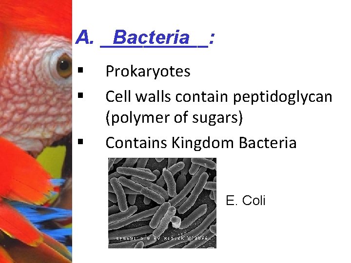 A. _____: Bacteria § § § Prokaryotes Cell walls contain peptidoglycan (polymer of sugars)