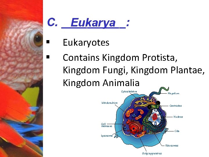 C. _____: Eukarya § § Eukaryotes Contains Kingdom Protista, Kingdom Fungi, Kingdom Plantae, Kingdom