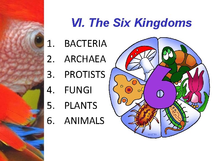 VI. The Six Kingdoms 1. 2. 3. 4. 5. 6. BACTERIA ARCHAEA PROTISTS FUNGI