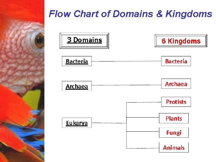 Flow Chart of Domains & Kingdoms 