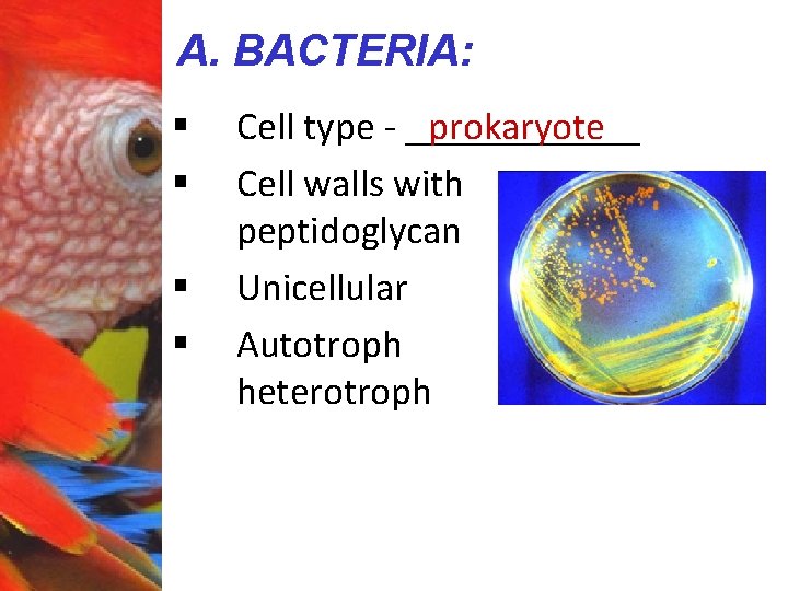 A. BACTERIA: § § prokaryote Cell type - ______ Cell walls with peptidoglycan Unicellular