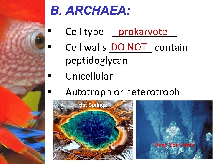 B. ARCHAEA: § § prokaryote Cell type - ______ DO NOT contain Cell walls