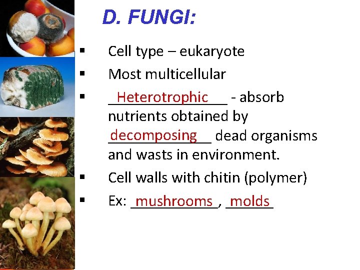 D. FUNGI: § § § Cell type – eukaryote Most multicellular Heterotrophic - absorb