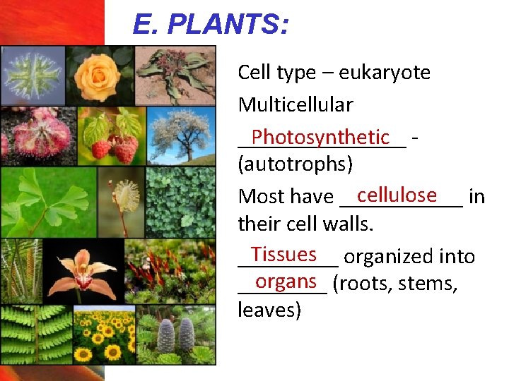 E. PLANTS: § § § Cell type – eukaryote Multicellular Photosynthetic ________ (autotrophs) cellulose