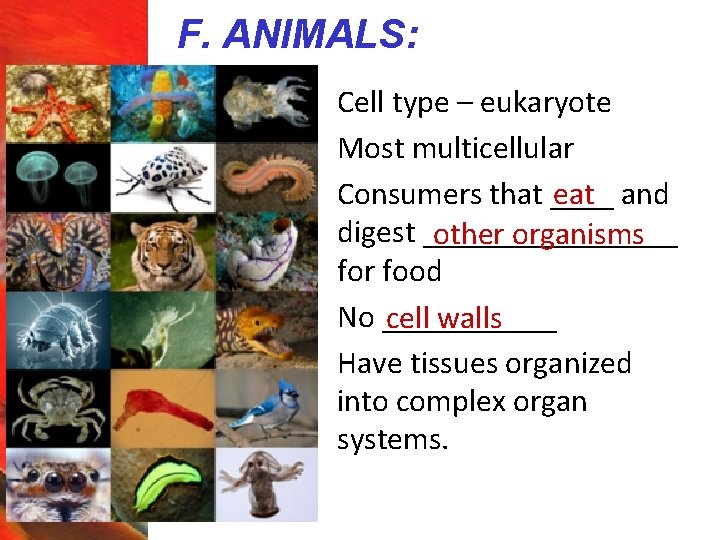 F. ANIMALS: § § § Cell type – eukaryote Most multicellular eat and Consumers