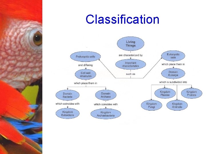 Classification 