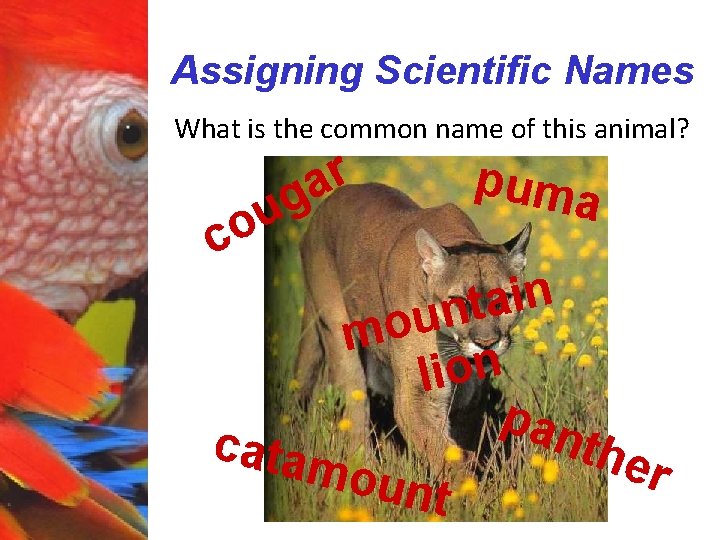 Assigning Scientific Names What is the common name of this animal? g u r