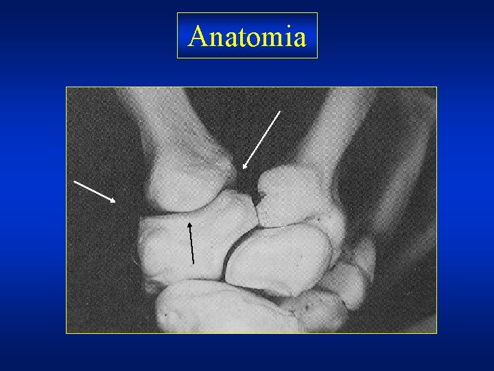 Anatomia 