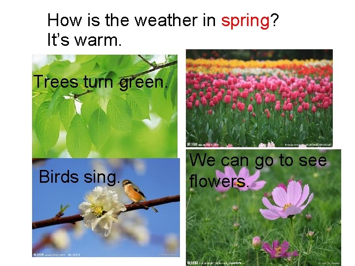 How is the weather in spring? It’s warm. Trees turn green. Birds sing. We