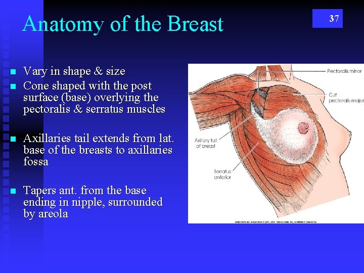 Anatomy of the Breast n n Vary in shape & size Cone shaped with