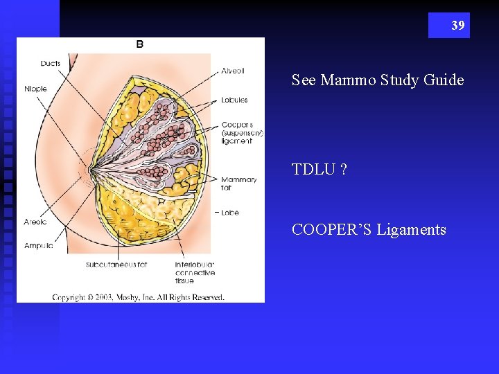39 See Mammo Study Guide TDLU ? COOPER’S Ligaments 