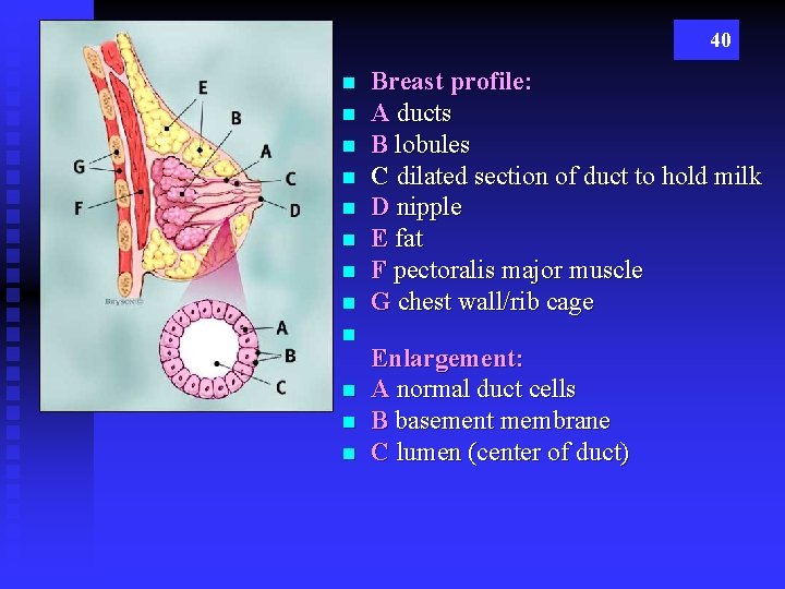 40 n n n Breast profile: A ducts B lobules C dilated section of