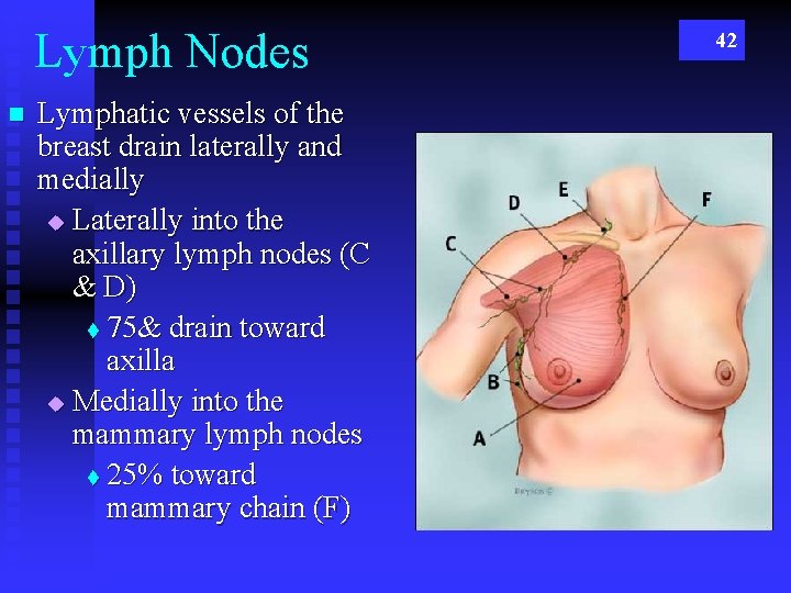 Lymph Nodes n Lymphatic vessels of the breast drain laterally and medially u Laterally