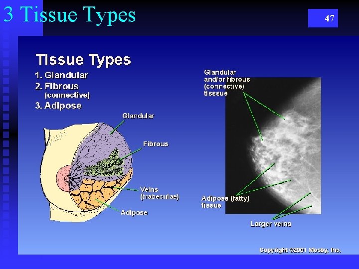 3 Tissue Types 47 