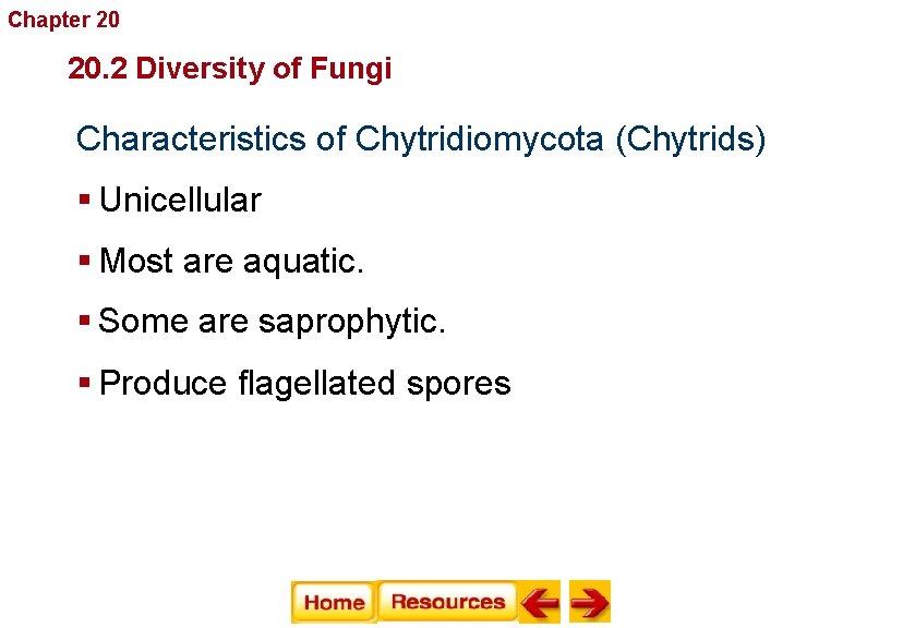 Chapter 20 Fungi 20. 2 Diversity of Fungi Characteristics of Chytridiomycota (Chytrids) § Unicellular