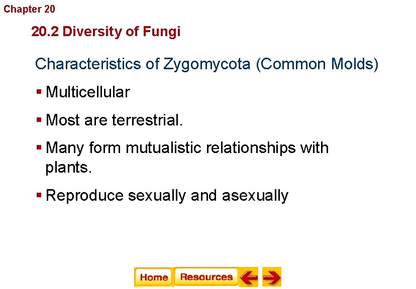 Chapter 20 Fungi 20. 2 Diversity of Fungi Characteristics of Zygomycota (Common Molds) §