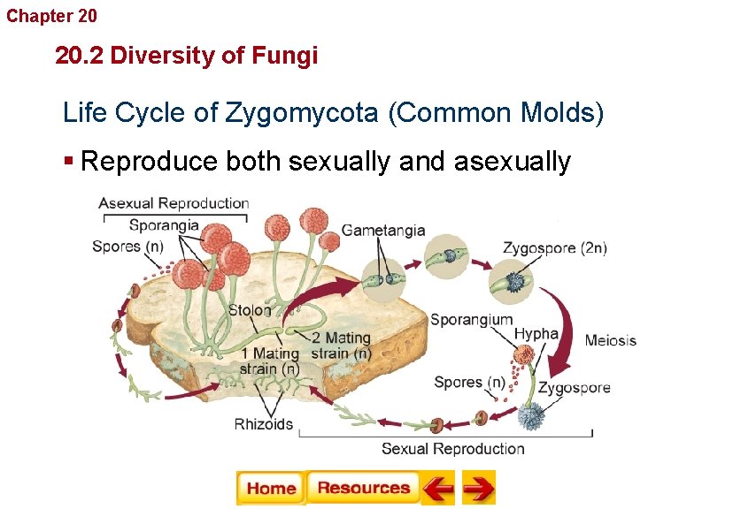 Chapter 20 Fungi 20. 2 Diversity of Fungi Life Cycle of Zygomycota (Common Molds)