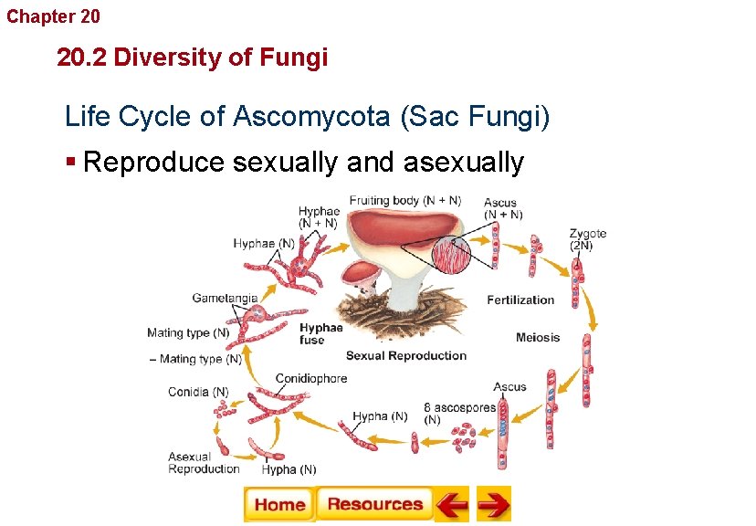 Chapter 20 Fungi 20. 2 Diversity of Fungi Life Cycle of Ascomycota (Sac Fungi)