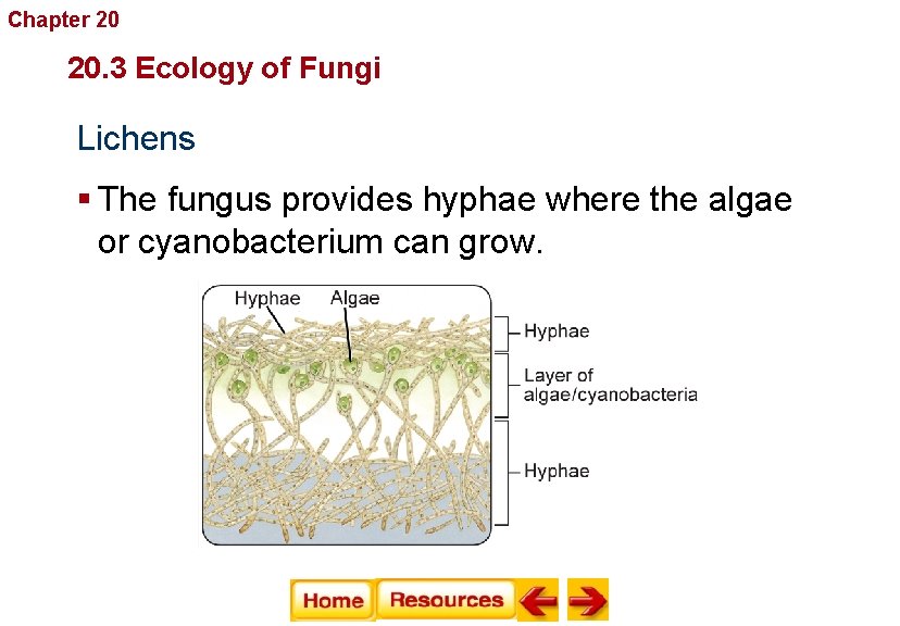 Chapter 20 Fungi 20. 3 Ecology of Fungi Lichens § The fungus provides hyphae