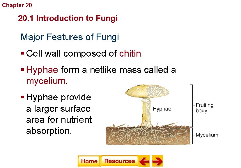 Chapter 20 Fungi 20. 1 Introduction to Fungi Major Features of Fungi § Cell