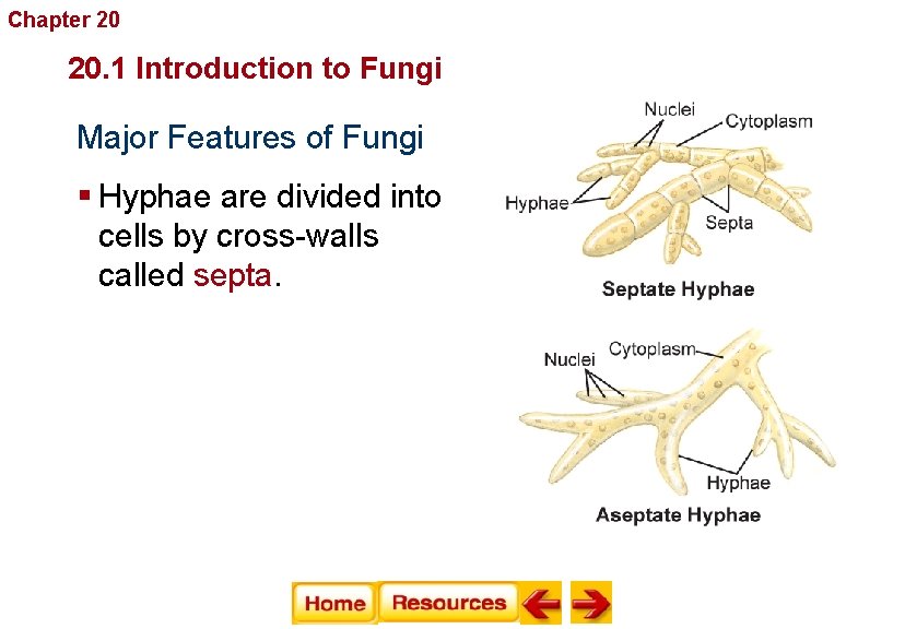 Chapter 20 Fungi 20. 1 Introduction to Fungi Major Features of Fungi § Hyphae