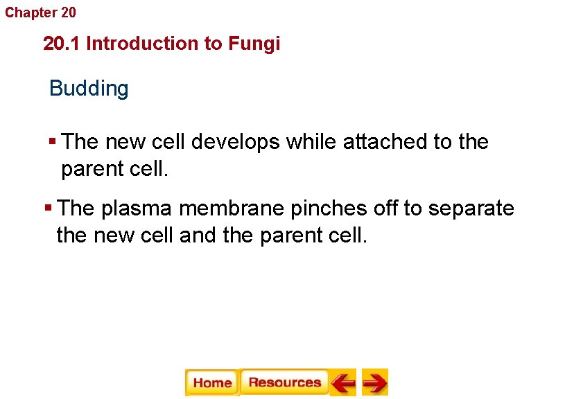 Chapter 20 Fungi 20. 1 Introduction to Fungi Budding § The new cell develops