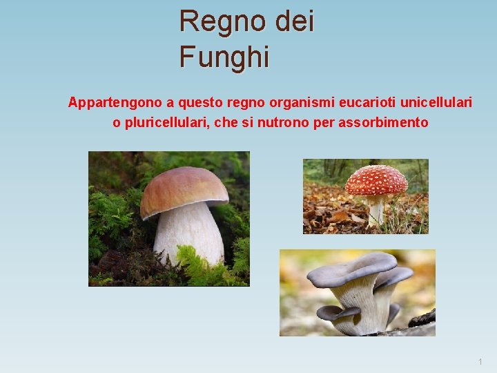 Regno dei Funghi Appartengono a questo regno organismi eucarioti unicellulari o pluricellulari, che si