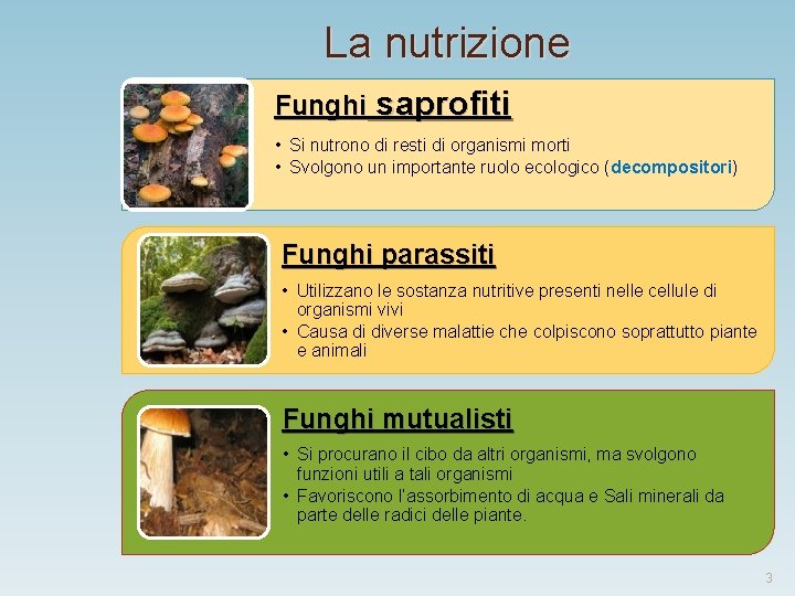 La nutrizione Funghi saprofiti • Si nutrono di resti di organismi morti • Svolgono