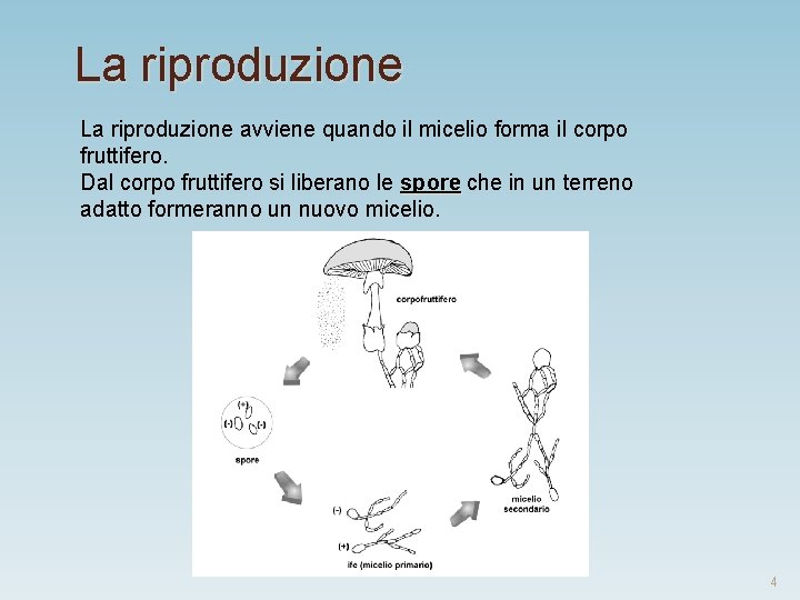 La riproduzione avviene quando il micelio forma il corpo fruttifero. Dal corpo fruttifero si