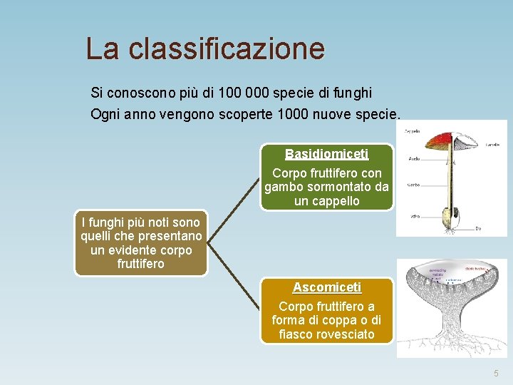 La classificazione Si conoscono più di 100 000 specie di funghi Ogni anno vengono