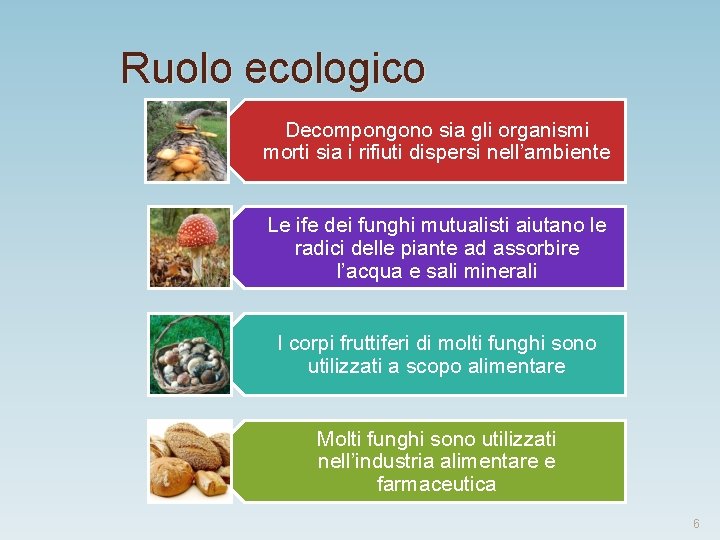 Ruolo ecologico Decompongono sia gli organismi morti sia i rifiuti dispersi nell’ambiente Le ife