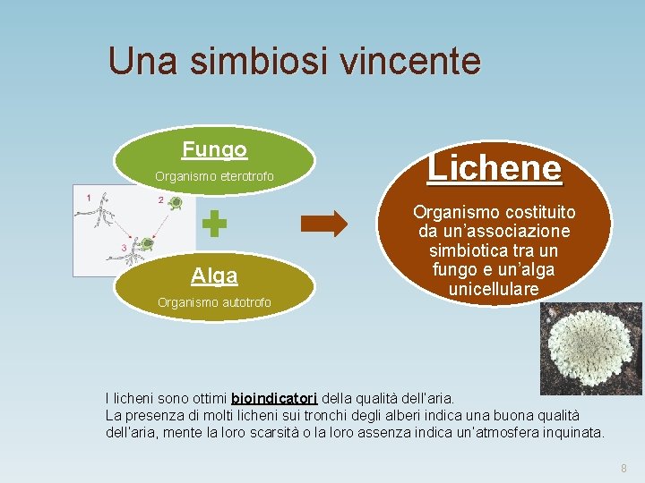 Una simbiosi vincente Fungo Organismo eterotrofo Alga Organismo autotrofo Lichene Organismo costituito da un’associazione